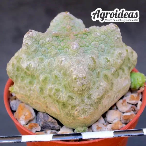 Pseudolithos cubiformis "Ejemplar selección" - Imagen 2