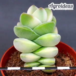 Crassula moonglow "Variegata"