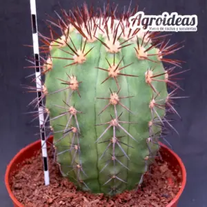 Copiapoa marginata MØ-11cm
