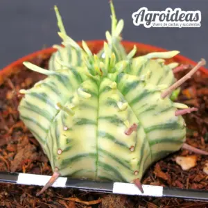 Euphorbia pillansii "variegata"