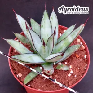 Agave "Royal Spine"