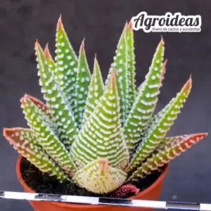 Haworthia pumila X opalina