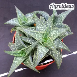 Aloe descoingsii