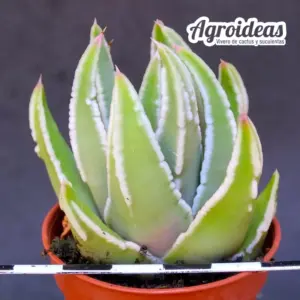 Haworthia pumila X marginata