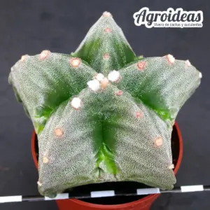 Astrophytum myriostigma "Selección"
