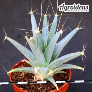 Leuchtenbergia principis