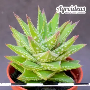 Astroloba congesta x Haworthia pumila
