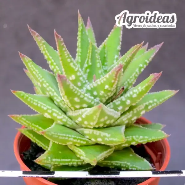 Astroloba congesta x Haworthia pumila