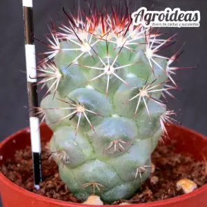 Mammillaria schumannii