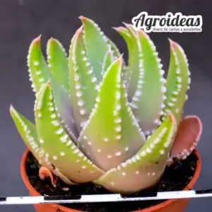 Haworthia pumila X marginata