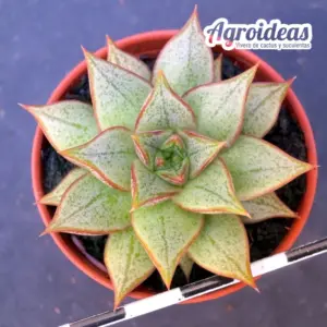 Echeveria dionysos