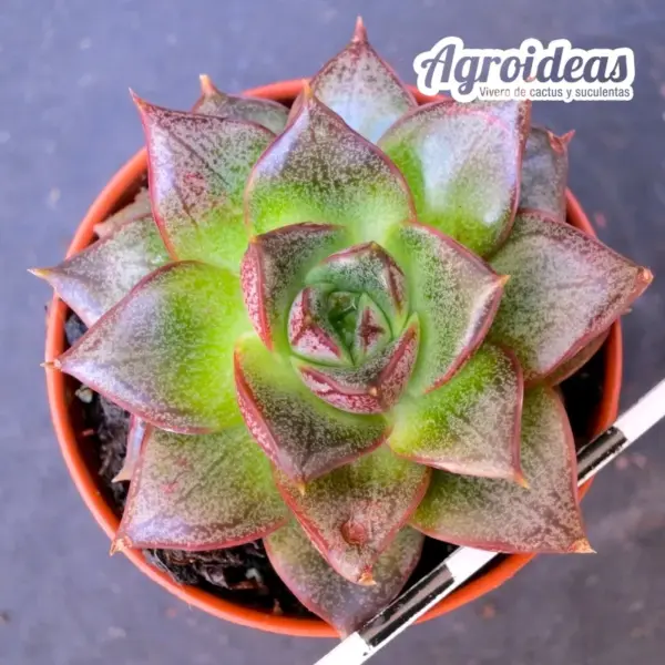 Echeveria purpusorum