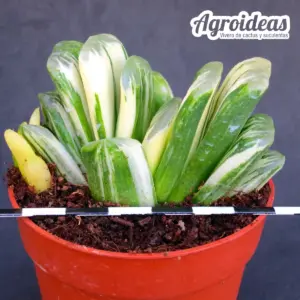 Haworthia "Seiko nishiki" variegata