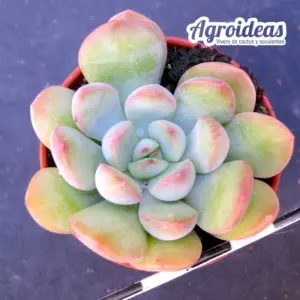 Graptoveria "Mowa"