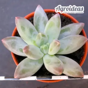 Pachyphytum compactum X Echeveria laui
