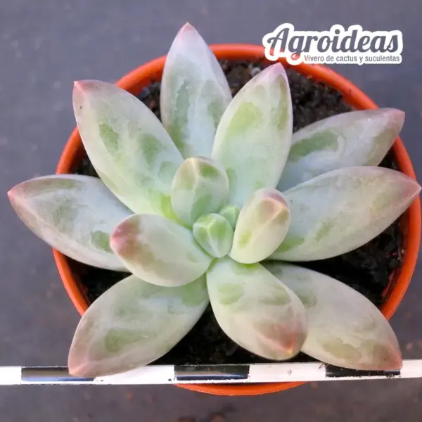 Pachyphytum compactum X Echeveria laui