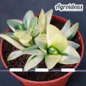 Haworthia mutica "Variegata"