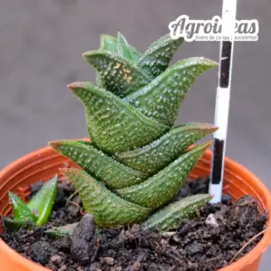 Haworthia nigra
