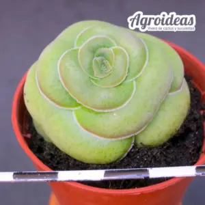 Crassula hemisphaerica