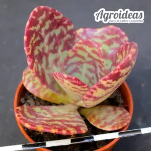 Kalanchoe humilis