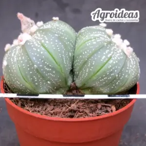 Astrophytum asterias "Bicéfalo"