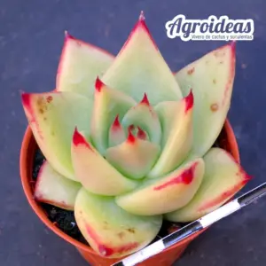 Echeveria agavoides "Ebony"