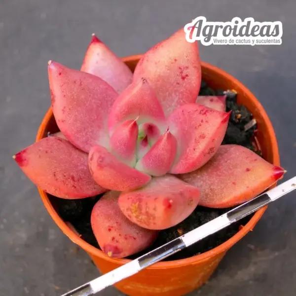 Echeveria agavoides "Romeo"