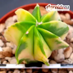 Astrophytum multicostatum var. nudum "Variegata"