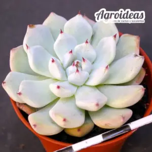 Echeveria cuspidata var. zaragozae