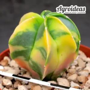 Astrophytum myriostigma var. nudum "Tricolor" Selección
