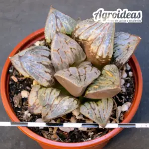 Haworthia cv. "Kyo No Koi"