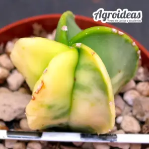Astrophytum myriostigma var. nudum "Variegata"