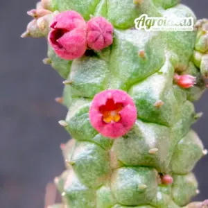 Echidnopsis uraiqatiana