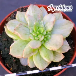 Sedeveria rolly "variegata"
