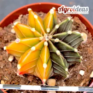 Gymnocalycium X aguadulce «Variegata»