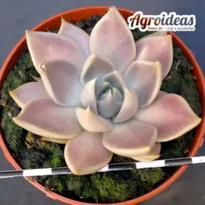 Echeveria tobarensis