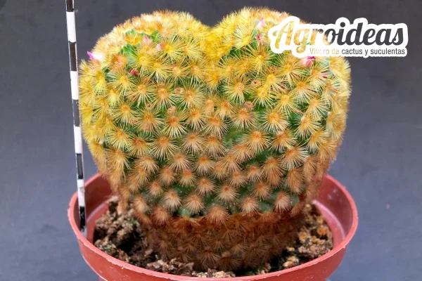 Mammillaria carmenae "bicéfala" Selección MØ 11 cm