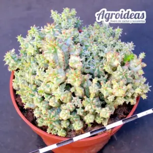 Euphorbia mammillaris "prolifera" variegata