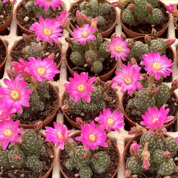 Mammillaria saboae v. saboae