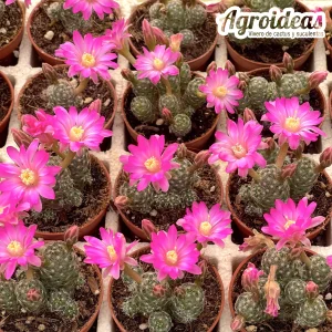 Mammillaria saboae v. saboae