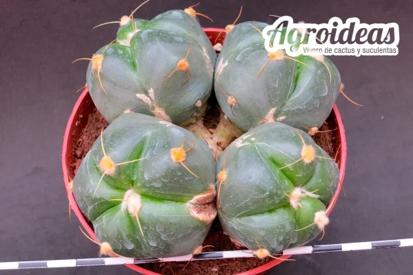 Gymnocalycium horstii "4 Cabezas" Selección MØ-11cm