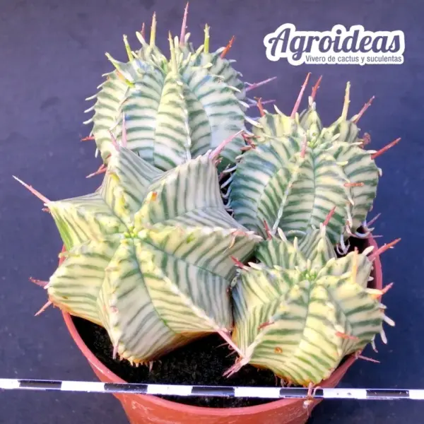 Euphorbia pulvinata X meloformis "variegata"