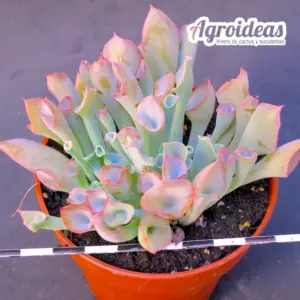 Echeveria "Pink Trumpet"