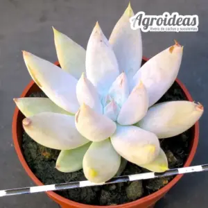 Echeveria tolimanensis
