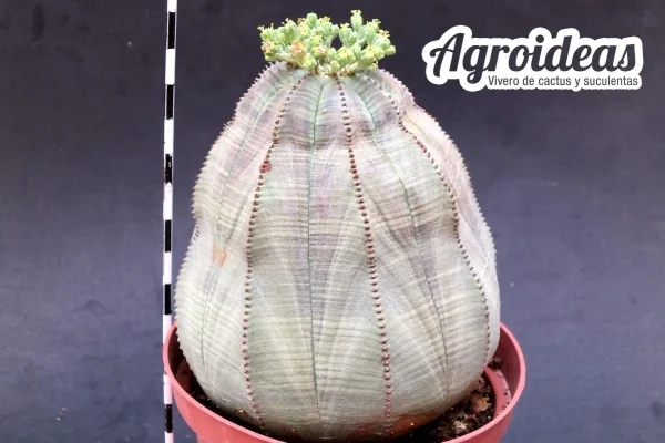 Euphorbia obesa «Ejemplar» MØ-11cm