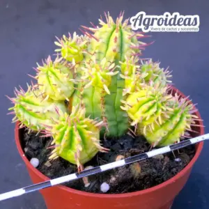 Euphorbia agregata "variegata"