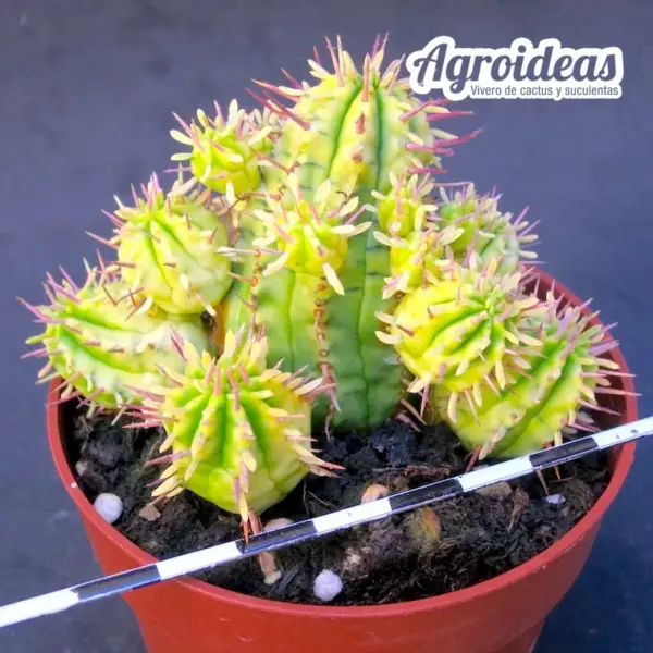 Euphorbia agregata "variegata"