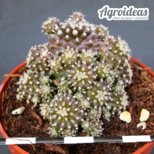 Copiapoa lauii "Monstruosa"