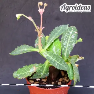 Monadenium pseudoracemosum var. lorifolium