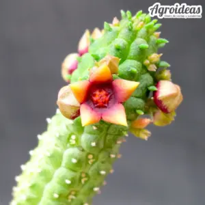 Echinopsis sp. Globosa híbrido